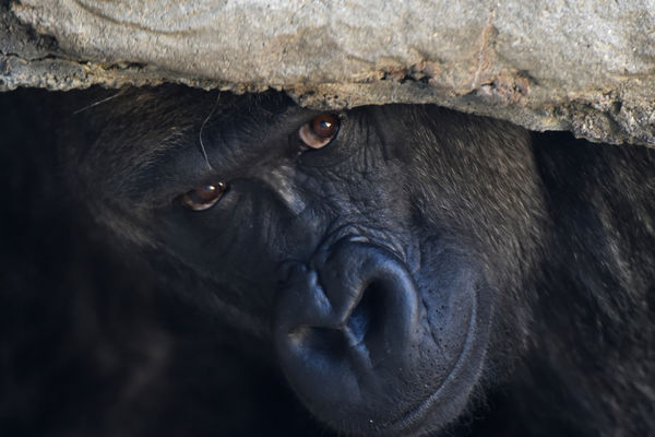 ZALJUBLJEN: Gorila merka majmunice na pametnom telefonu!