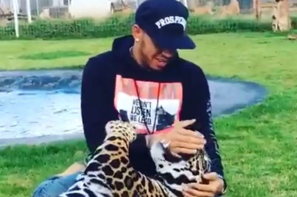 Hamilton je najhrabriji čovek na svetu: Stavio ruku u čeljusti leoparda! (VIDEO)