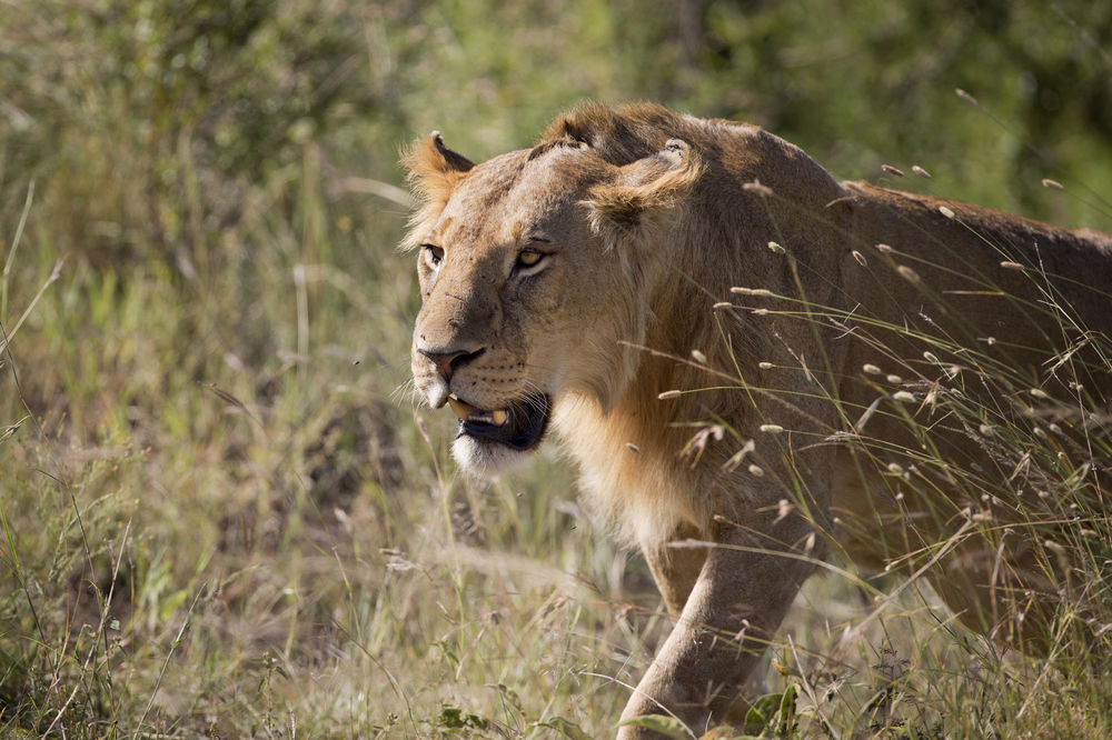Štrafta iz rezervata: 6 lavova luta ulicama Nairobija! (FOTO) (GIF)