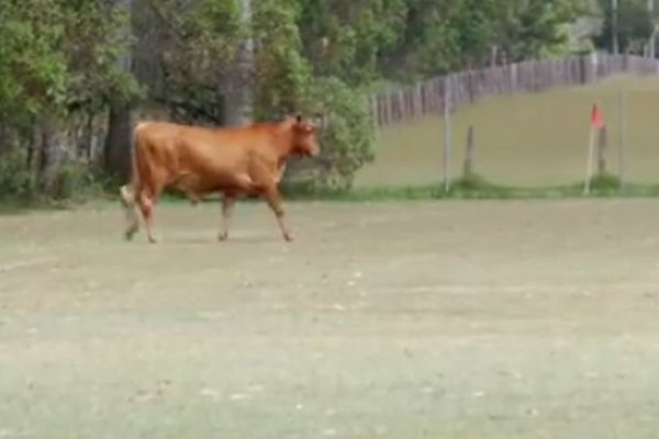 Neće više nositi crvene štucne: Krava uletela na teren i pojurila dečaka! (VIDEO)