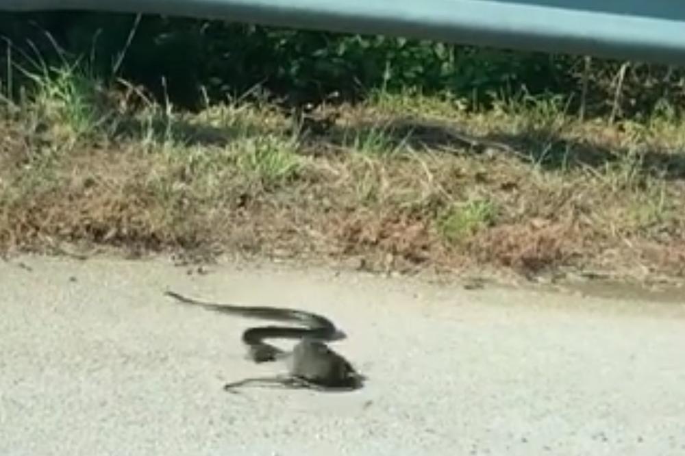 Ne diraj mi dete, nesrećo: Keva pacov urnisala zmiju! (VIDEO)