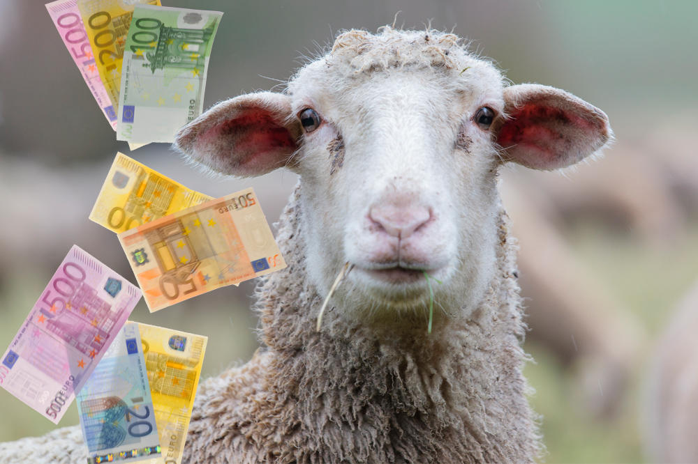 Da li su napravili ovcu i od vas? Internet prevaranti iz Svrljiga zavrnuli pola Srbije i zaradili milionče!