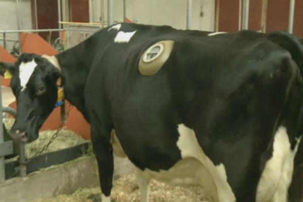 Ovim kravama buše velike rupe na stomaku kako bi mogli da nadziru kako se vari hrana! (FOTO) (VIDEO)