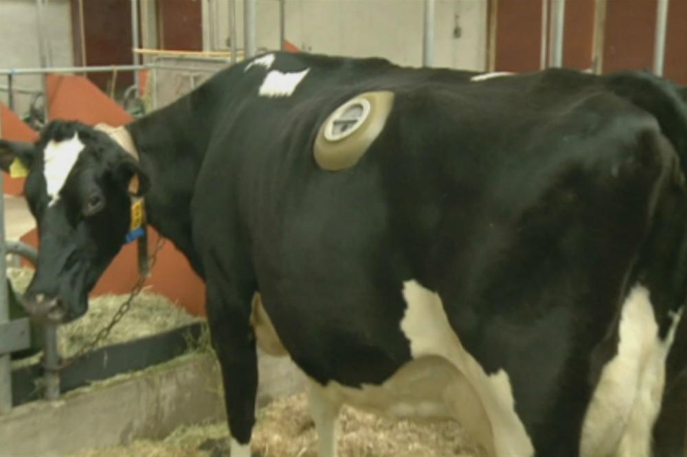 Ovim kravama buše velike rupe na stomaku kako bi mogli da nadziru kako se vari hrana! (FOTO) (VIDEO)