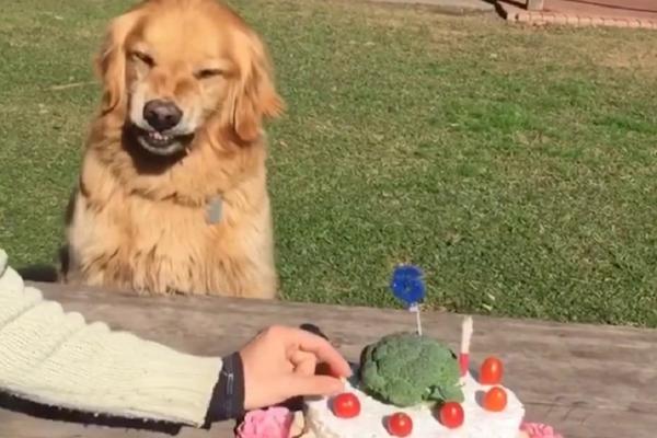 Tortu mi ne pipaj! Kucov se pretvara u zver čim neko priđe njegovom rođendanskom kolaču (VIDEO)