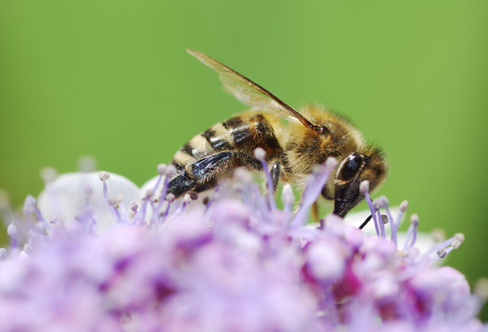 Alergični ste na ubod pčele?