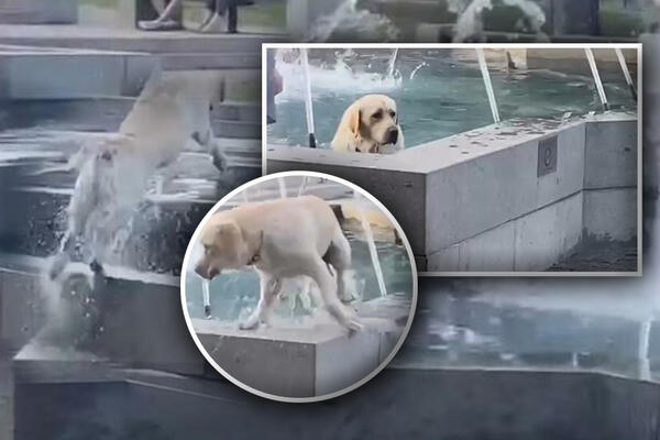 GDE VLASNIK OKOM, ON SKOKOM: Pas završio u fontani zbog parčeta drveta, a malo se i brčnuo! (VIDEO)