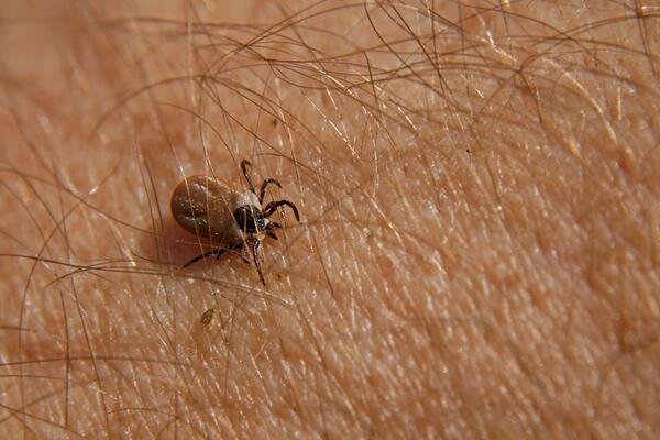 TOPLE ZIME UTIČU NA BROJNOST INSEKATA NA PROLEĆE: Očekuje li nas najezda smrdibuba i komaraca?