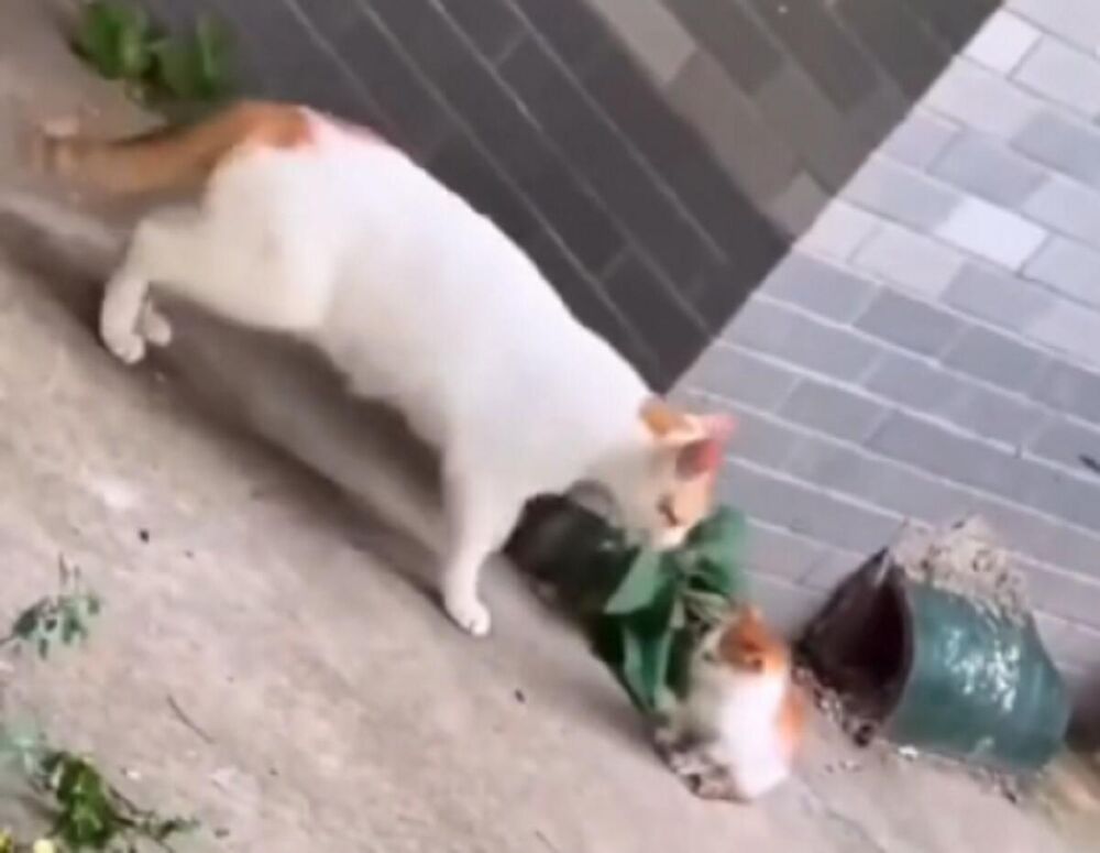 U pitanju je urnebesan snimak mačke koja po dvorištu uporno traži svoje mače