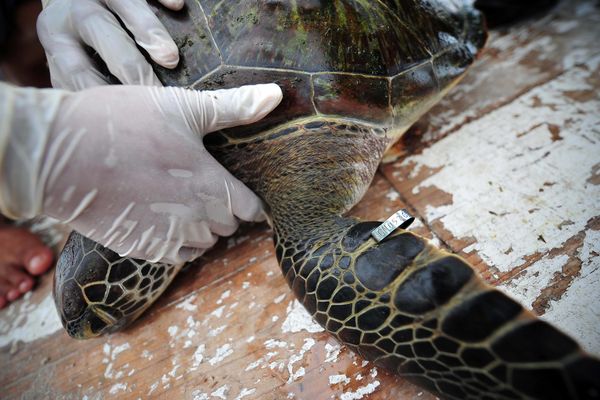 BRAVO, MAJSTORI: Spasli 172 morske kornjače u bolnici napravljenoj samo za njih! (VIDEO)