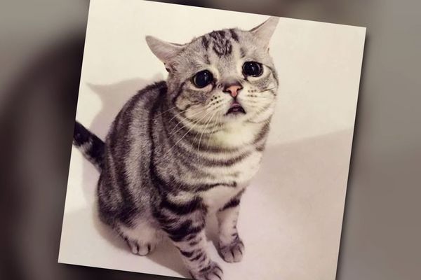 Upoznajte malu Luhu, najtužniju mačkicu na svetu