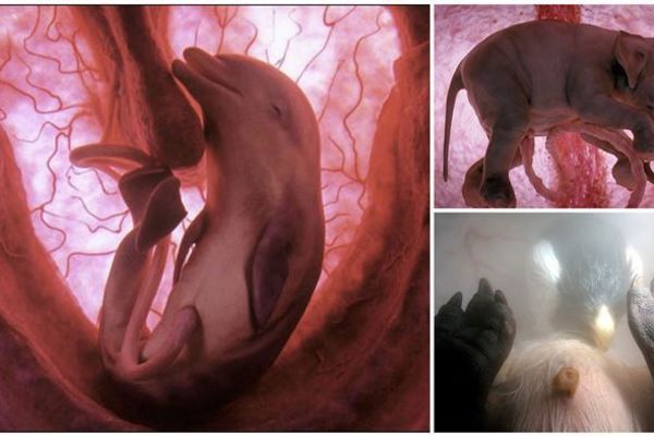 NE-VI-ĐE-NO: 12 fascinantnih slika nerođenih životinja iz utrobe (FOTO)