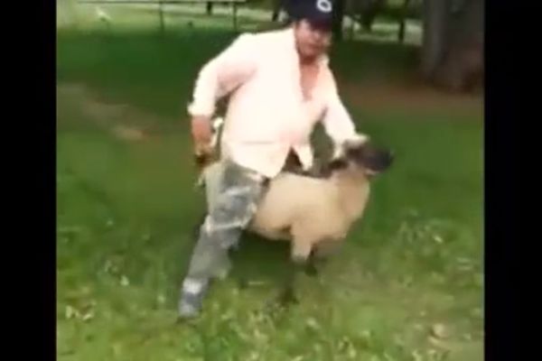 PIJANDURA maltretirala ovcu, ali ga je stigla ZASLUŽENA KAZNA! (VIDEO)