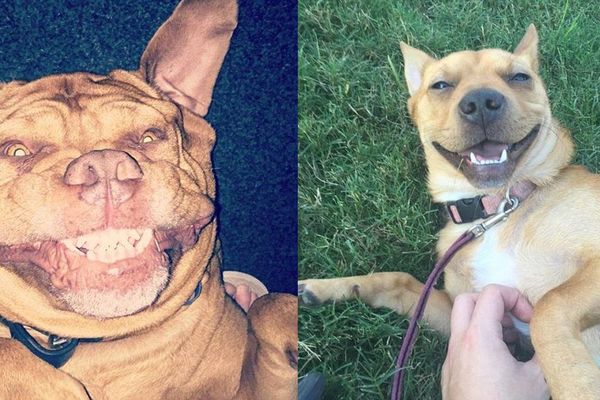 11 fotki nasmejanih pasa koje će i vama nabaciti osmeh na lice! (FOTO)