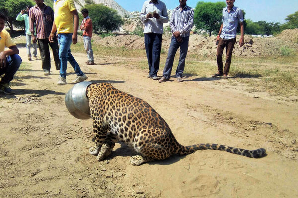 Žednom leopardu upala glava u metalni kotao! Pitate se kako? I mi! (VIDEO)