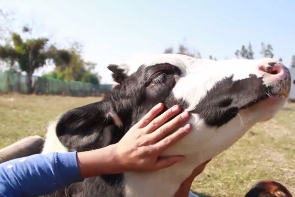 Da li biste voleli da provedete dan mazeći kravu? Ovaj čovek jeste i bilo mu je... (VIDEO)