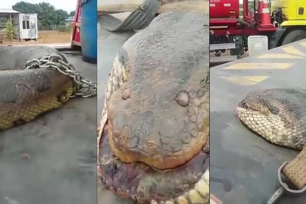 Kolika je ovo zmijurina! Anakonda od 7 metara pronađena nasred puta! (VIDEO)