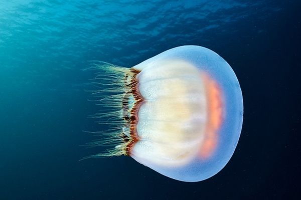 Skrivene u dubinama okeana i mora: 15 neverovatnih fotografija meduza! (FOTO)
