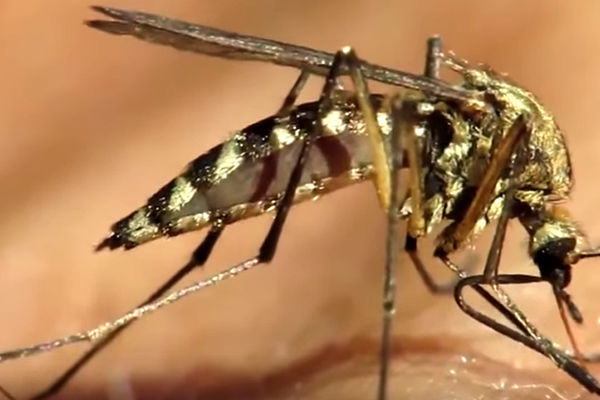 Da li vas je zasvrbelo: Ovako nam komarci piju krv