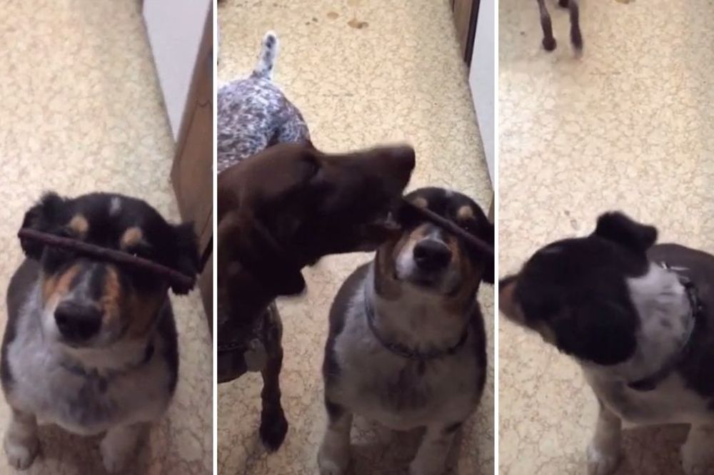 Razmaženko i posluško: Ono kada razmaženi pas ukrade od poslušnog (VIDEO)