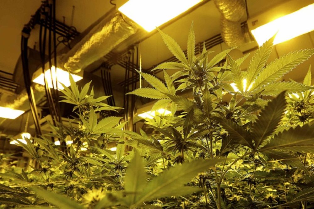 Duvača sve više: Pronađena labaratorija za uzgoj marihuane u okolini Kruševca!