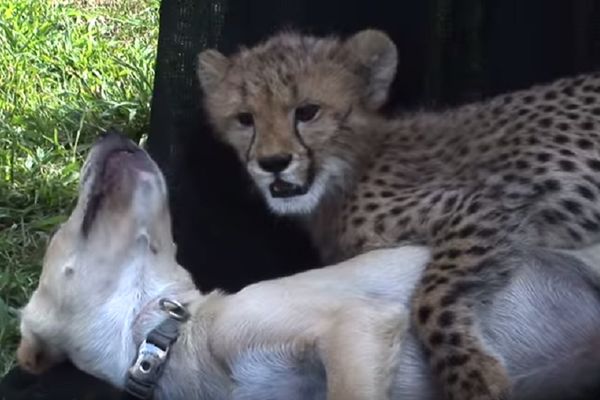 Labrador i gepard najbolji drugari: Ko kaže da se psi i mačke ne vole? (VIDEO)