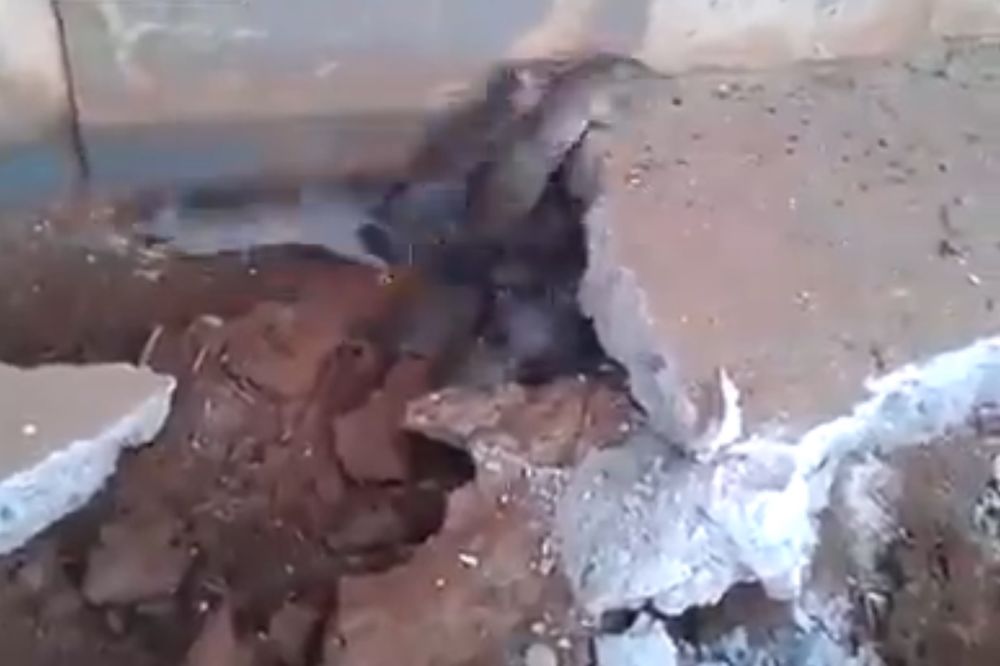 Kao u noćnoj mori: Stotine pacova iskaču iz rupe u zemlji! (VIDEO)