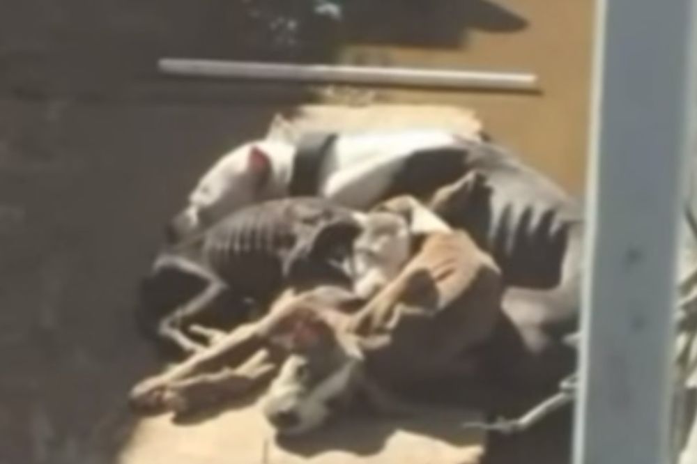 Slomiće vam se srce kad vidite ove izgladnele pse! Ko im je to uradio? (FOTO) (VIDEO)