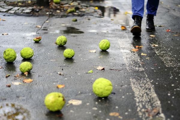 Vimbldon u Beogradu! Šta je to malo zeleno, liči na tenisku lopticu i pada s neba? (FOTO)