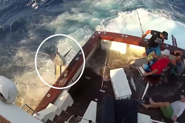 Šta bi ste vi uradili da vam čudovište od skoro 300 kilograma uskoči u čamac (VIDEO)