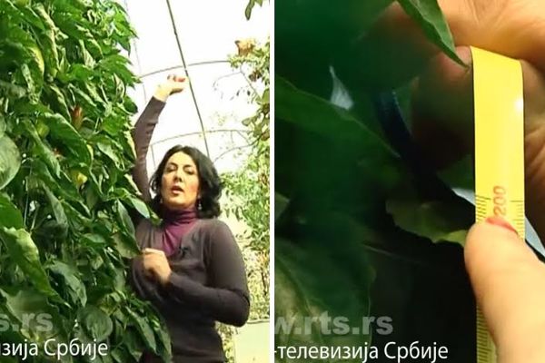 Pravo čudo: Džinovska paprika od dva metra raste u blizini Niša! (FOTO)