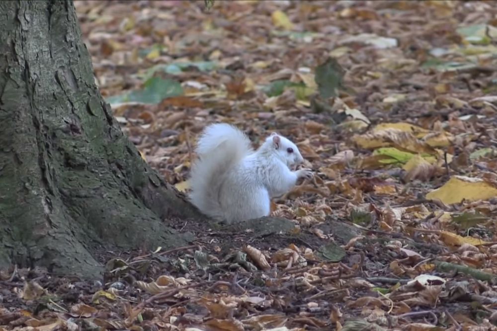 Neviđeno: Bela veverica snimljena okom kamere! (VIDEO)