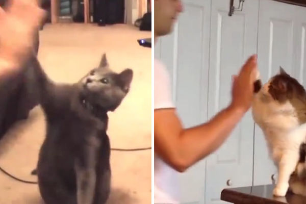 Ono kad ti Maca baci kosku (VIDEO)