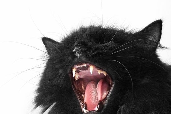 Vaša maca je pravi predator - jedino što želi jeste da vas ubije, ali ozbiljno! (FOTO)