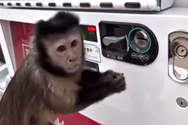 Da li vas to čudi? Ovaj majmun tačno zna šta radi! (VIDEO)