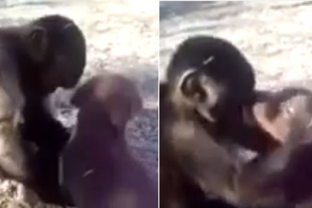E to je prava ljubav: Pogledajte kako se vole majmunče i štene, istopićete se! (VIDEO)
