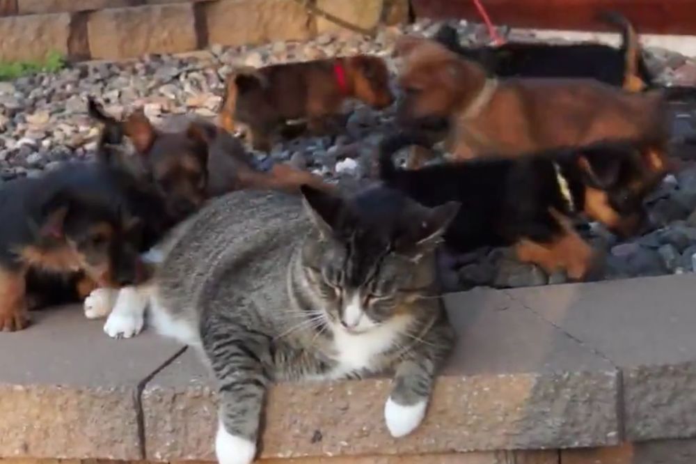 #ONOKAD štenci istripuju da ih je rodila maca (VIDEO)