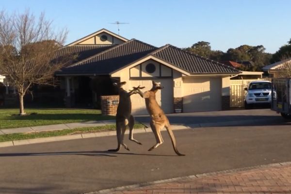 Šta je bilo, mejt? Pogledajte kako kenguri ferkom rešavaju svađu! (VIDEO)