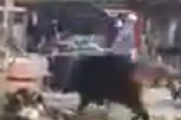 Zver hara Bosforom: Divlja svinja napada kupače! (VIDEO)