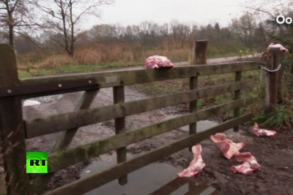 Kao u paklu: Svinjske glave dočekuju izbeglice u Holandiji! (FOTO) (VIDEO)