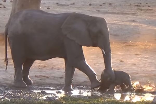 Neće da izađe: Ovo slonče zaista obožava da se kupa! (VIDEO)