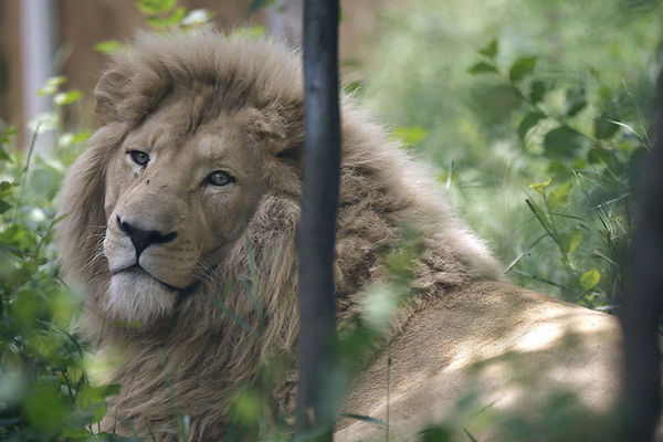Spavajte s lavovima u londonskom zoo vrtu! (FOTO)