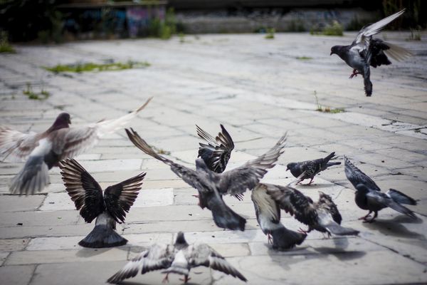 Ako u ovom gradu u Srbiji hranite golubove, izvadite iz džepa 10.000 dinara!