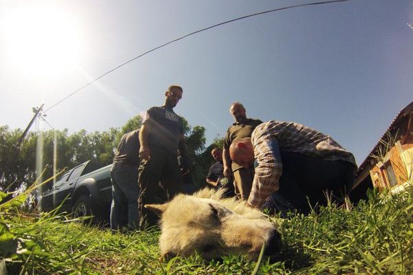 Spasili im živote i sad kuliraju na suncu: Za ove srpske vukove dan nije mogao da počne lepše! (FOTO)