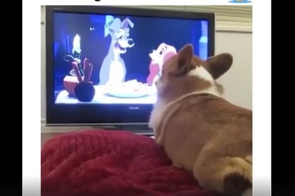 Ono kad te rastuži crtani film: Preslatki pas je samo hteo poljubac! (VIDEO)