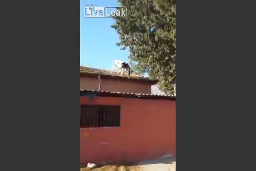 Svi se pitaju kako je ova krava dospela na krov, ali i još nešto! (VIDEO)