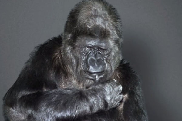 Ova gorila je toliko pametna, da može da komunicira sa ljudima! (VIDEO)