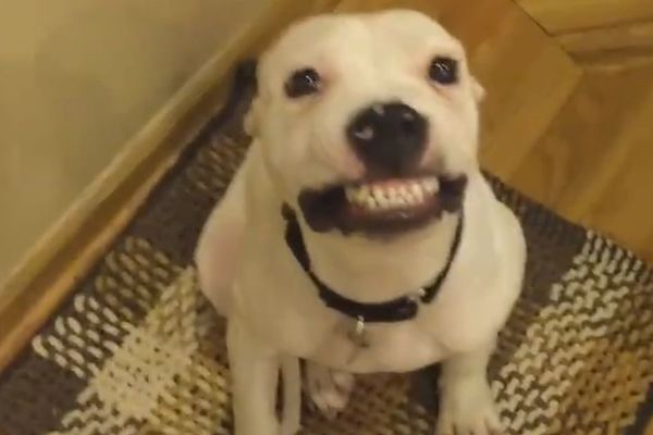 Kucov pozer  Pogledajte kako se ovaj pas ponaša pred kamerama! (VIDEO)