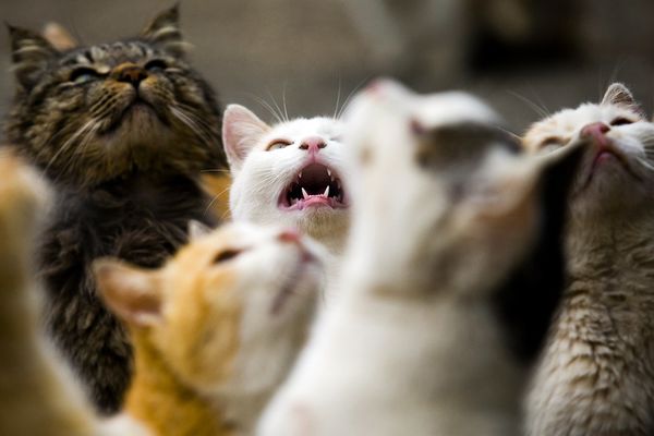 Mačke poludele: Deru se kao blesave u januaru, kad im vreme nije! Evo i zašto!