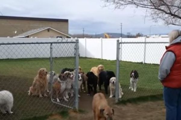 Sve pse ste izdresirali, ali uvek se pojavi jedan dominator! (VIDEO)